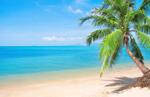 Spiaggia tropicale con palma da cocco. Koh Lanta, Thailandia — Foto Stock