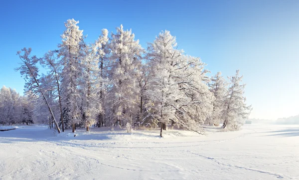 Parque de invierno —  Fotos de Stock