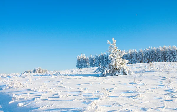Vinterpark med snö — Stockfoto
