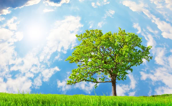 Vackra gröna träd — Stockfoto