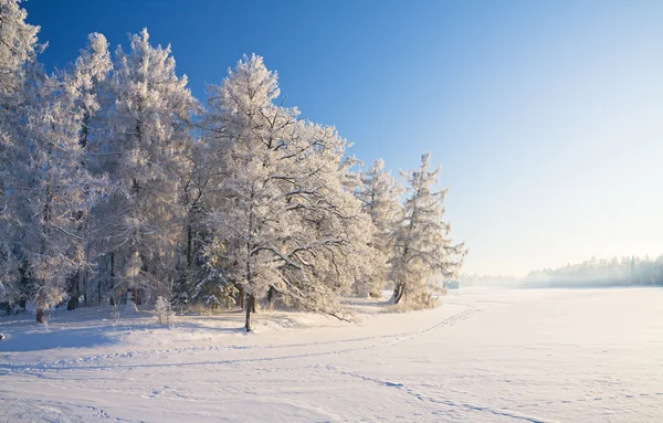 Zimowy park ze śniegiem — Zdjęcie stockowe