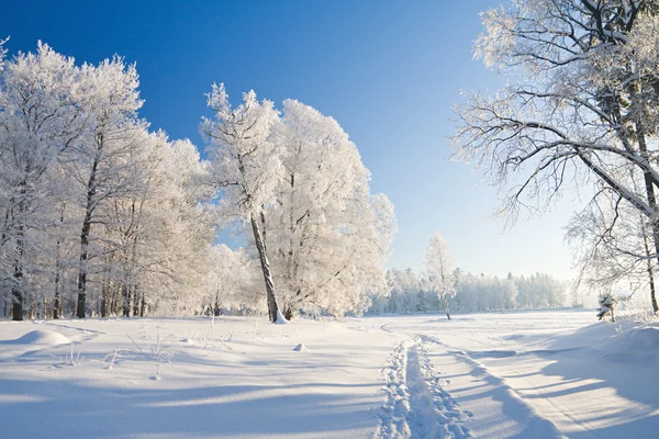 Zimní park ve sněhu — Stock fotografie
