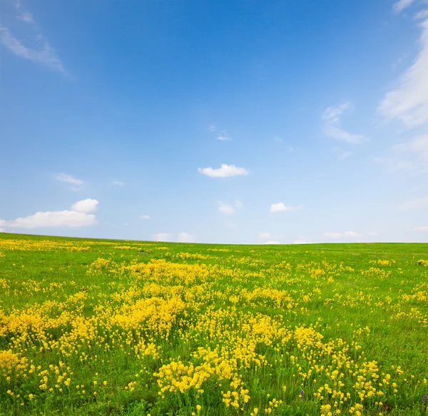 Green field with flowers — Stock Photo, Image