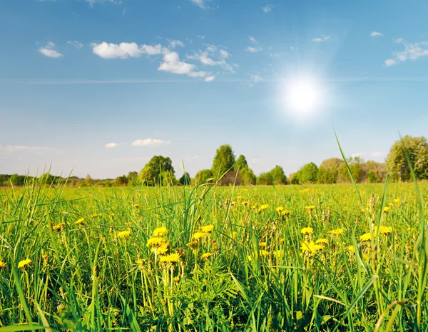 Зеленое поле с цветами — стоковое фото