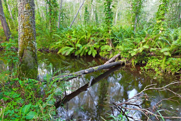 Floden i vacker skog — Stockfoto