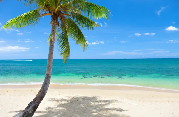 热带海滩，有椰子树 — 图库照片