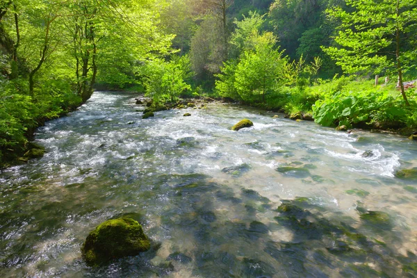 Fluss im schönen Wald — Stockfoto
