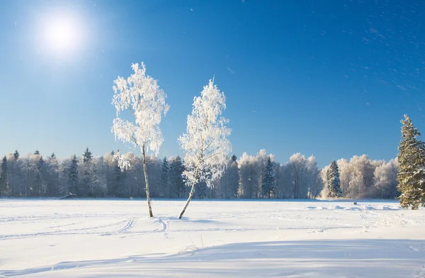 Parco invernale con neve — Foto Stock