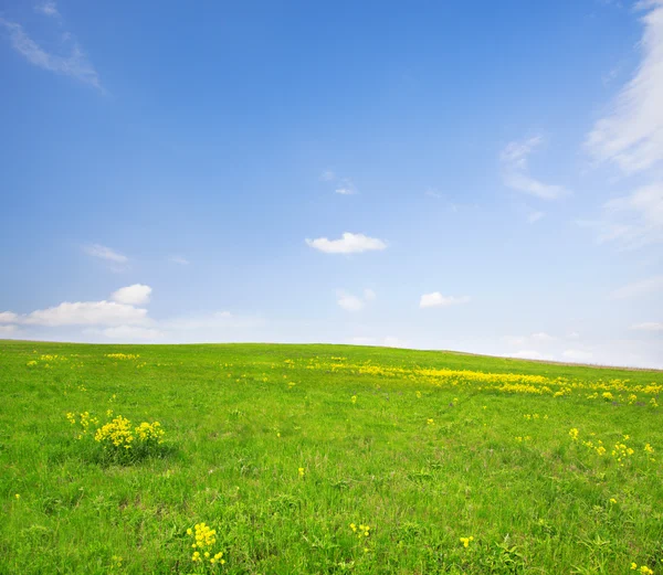 Campo verde com flores sob céu azul nublado — Fotografia de Stock