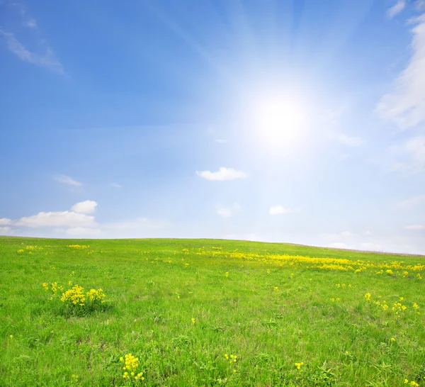 Grönt fält med blommor under blå molnig himmel — Stockfoto