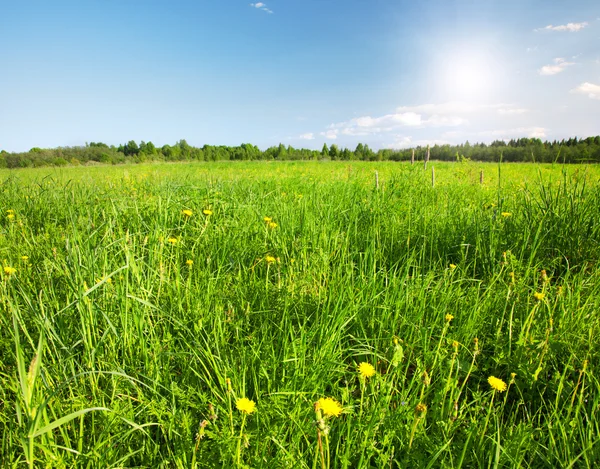 Campo verde com flores sob céu azul nublado — Fotografia de Stock