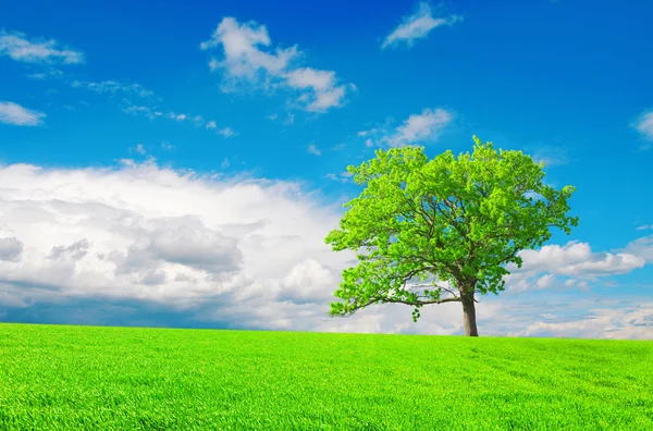 Piękne zielone drzewo — Zdjęcie stockowe
