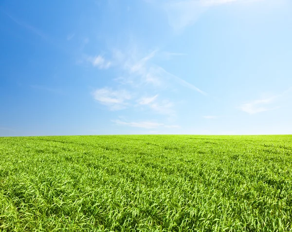 Зеленое поле с цветами под голубым облачным небом — стоковое фото