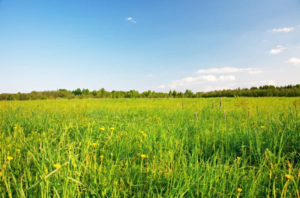 Campo verde con fiori sotto cielo nuvoloso blu — Foto Stock