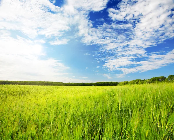 Gebied van groene rogge en blauwe bewolkte hemel — Stockfoto