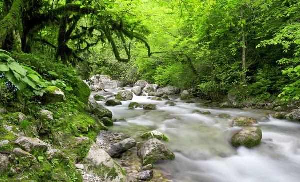 Řeka v krásném lese — Stock fotografie