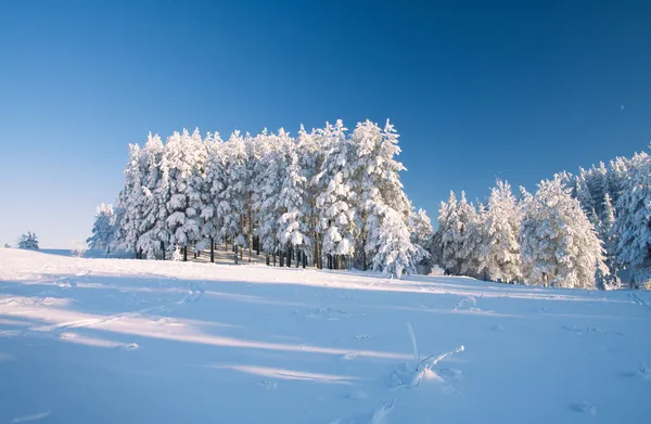 Snö fält och skog under blå himmel med crescent — Stockfoto