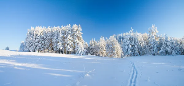 Sněhová pole a Les pod modrou oblohou s půlměsícem — Stock fotografie