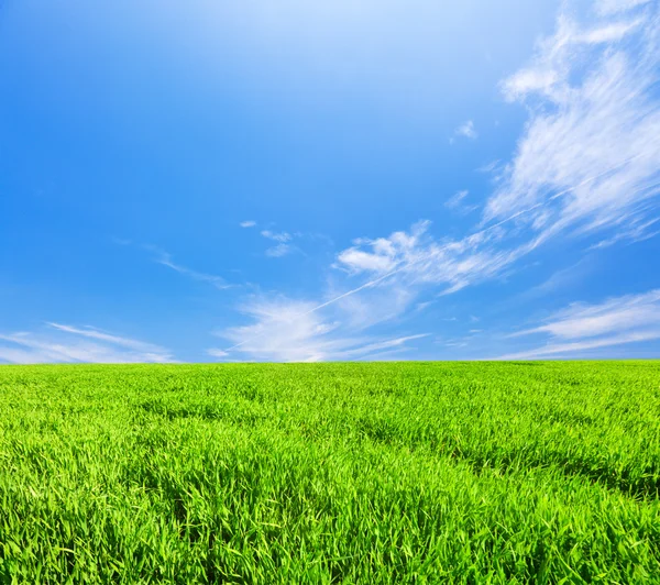Campo verde con flores bajo cielo azul nublado —  Fotos de Stock