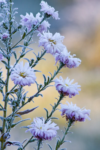 Eingefrorene Blumen — Stockfoto