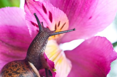 Snail on fresh leaf in spring clipart