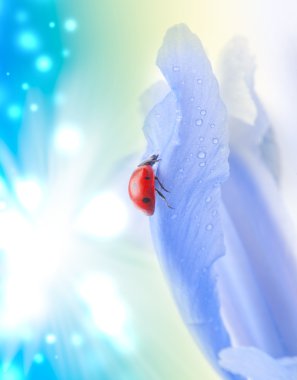 Ladybug on flower clipart