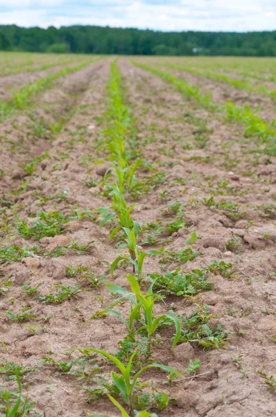 Молоді кукурудзяні рослини в полі — стокове фото