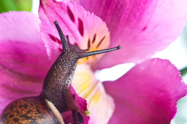 Escargot sur feuille fraîche au printemps — Photo