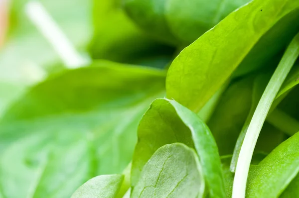Organic Spring Mix Lettuce — Stock Photo, Image