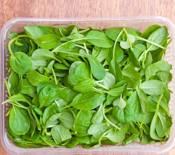 Organic Spring Mix Lettuce — Stock Photo, Image