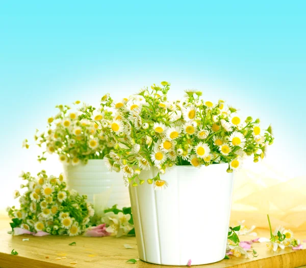 Bouquets de camomilas — Fotografia de Stock