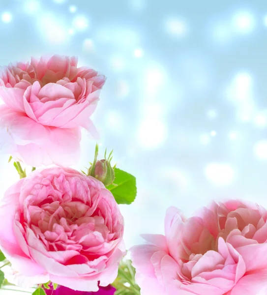 Fleurs roses roses — Photo