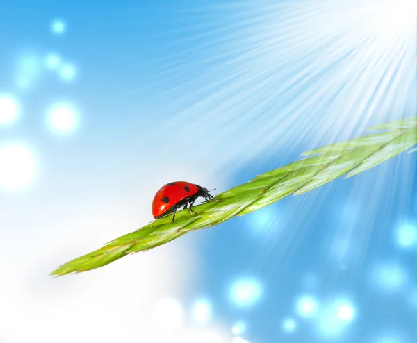 Ladybird çimenlerin üzerinde — Stok fotoğraf