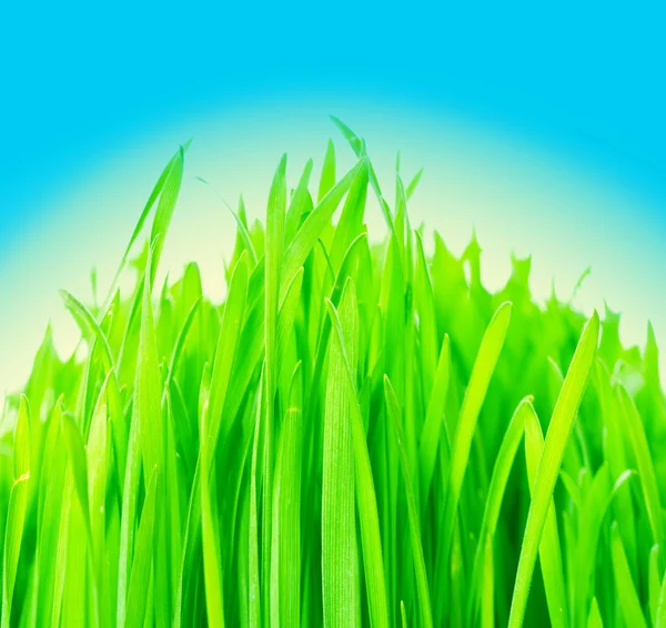 Närbild på det gröna gräset — Stockfoto