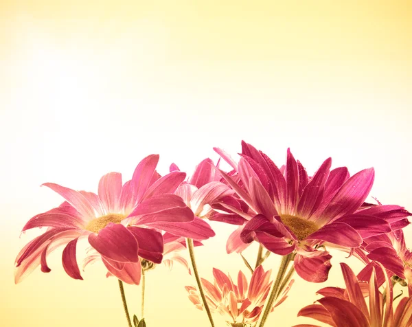 菊花的花束 — 图库照片