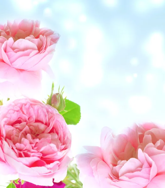 Kwiat różowy róż — Zdjęcie stockowe