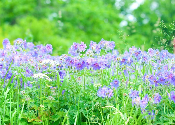 Early summer flowering geranium — Stock Photo, Image