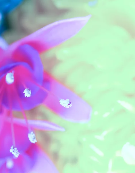 Fiore di Lilly — Foto Stock