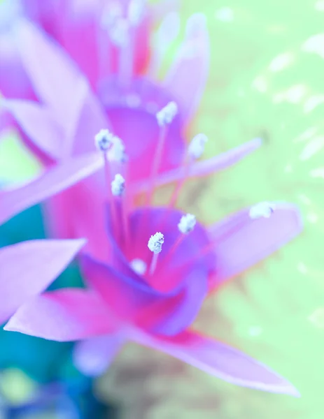Flor de lirio — Foto de Stock