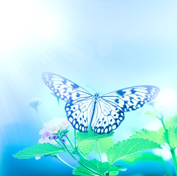 Papillon sur feuille — Photo