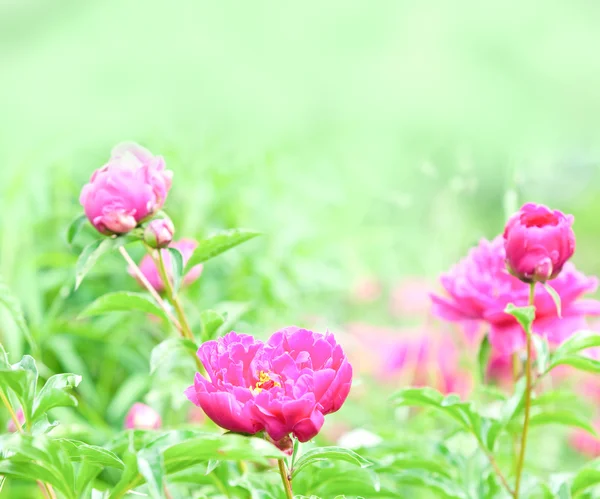 Frühjahrsblüher im Garten — Stockfoto