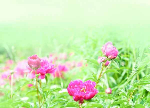 Jarní kvetení v zahradě — Stock fotografie