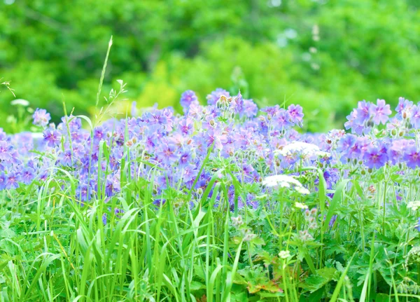 Gerânio de floração no início do verão — Fotografia de Stock