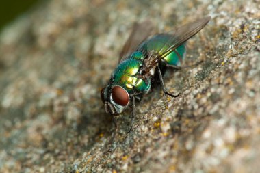 taşa fly