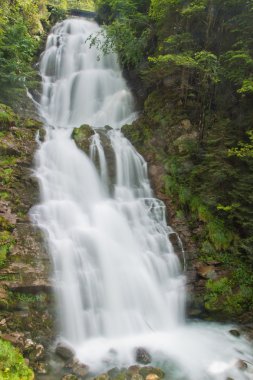 Yeşil Doğadaki Şelale