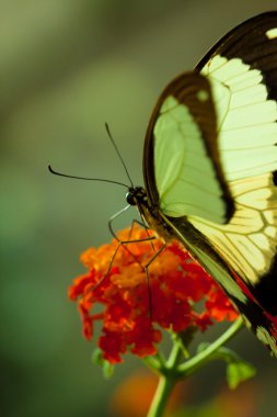 Kelebek (Papilio thoas cinyras)