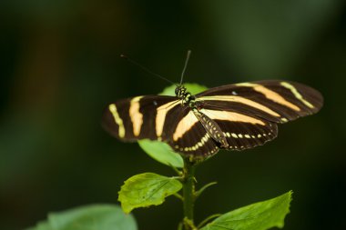 Zebra longwing kelebek