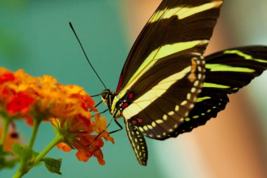 Zebra longwing kelebek