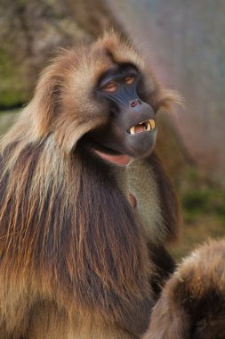 gelada babun