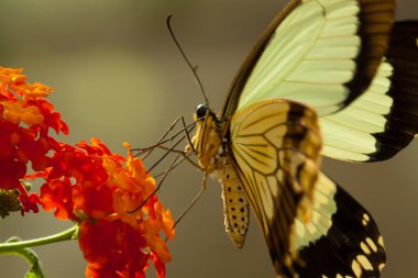 Butterfly (Papilio thoas cinyras) clipart